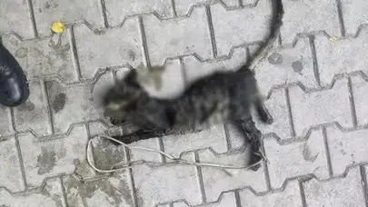 Gemlik'te Yavru Kedin Kayıp Kaderi, Hayvan Hakları Bilincini Yükseltti