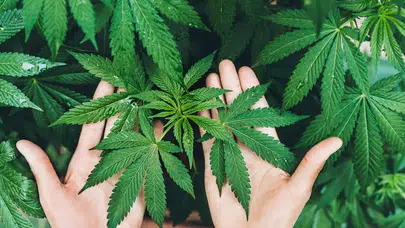 İnegöl’de Jandarma Operasyonu: Güvercin Kümesinden Esrar Çıktı