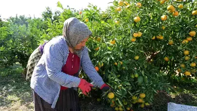 Adana'da Mandalina Fiyatları Düşerken, Marketlerde Yükseliş Sürüyor!