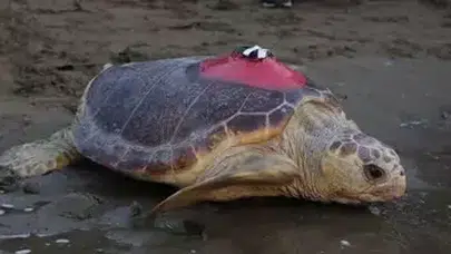 Yaralı caretta caretta Tuba, 7,500 km yol alarak Dalyan'a geri döndü!