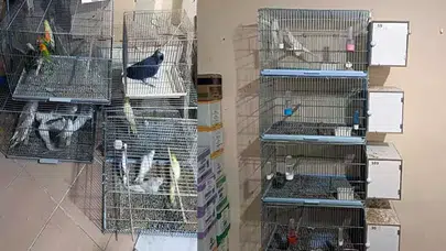 Çorlu'da Yasa Dışı Üretim: 41 Egzotik Papağan Ele Geçirildi