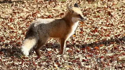 Gümüşhane’de Şehir Merkezine İnen Tilki Kameralara Böyle Yansıdı