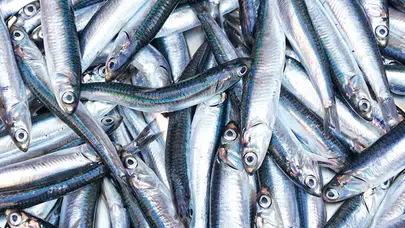 Trabzon’da hamsi krizi: Balıkçılar “denizde hamsi kalmadı” diyor