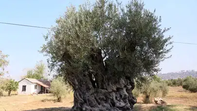 Anıt Zeytin Ağaçları: Manisa'dan Antalya'ya, 70 kg Zeytin Bekleniyor!