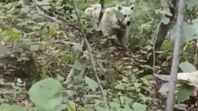 Rize'de Beyaz Ayı ve Yavruları Doğa Severlerin Gözdesi Oldu