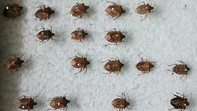 Kahverengi Kokarca İstilası: Tarımda Acil İş Birliği İhtiyacı Var