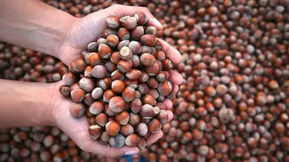 Fındık Fiyatları Stabil, Giresun Kalite 305 TL İle Dikkat Çekiyor!