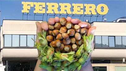 Fındık Fiyatları Yükselecek mi? Ferrero'dan Flaş Açıklama