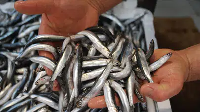 Karadeniz'de Hamsi Bolluğu: Fiyatlar Düştü, Tüketici Seviniyor!