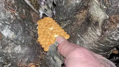 Nadir Anadolu Dikenli Faresi, Doğa Yürüyüşünde Bisküviyle Tanıştı