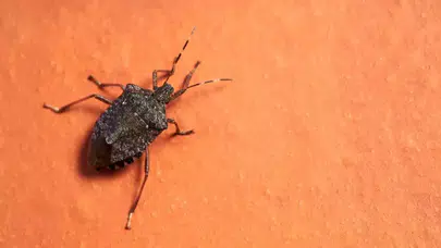 Kahverengi Kokarca Zararlısı Türkiye'de Gıda Güvenliğini Tehdit Ediyor