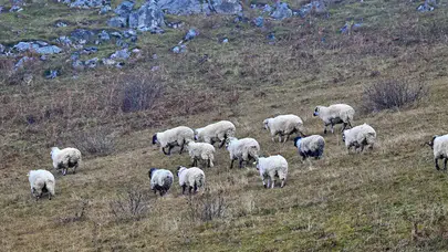 Saveriksa Yaylası'nda Besicilerin Kış Hazırlıkları Devam Ediyor