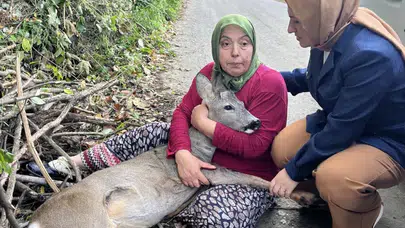 Trabzon'da Yaralı Ceylana Köylülerden Büyük Sahiplenme Örneği