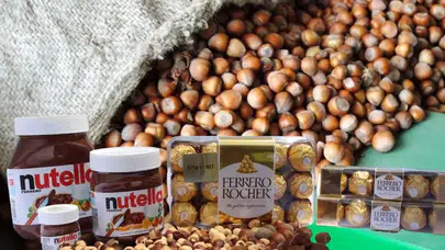 Fındık Pazarındaki Oynaklık Üreticilerde Endişe Yaratıyor!