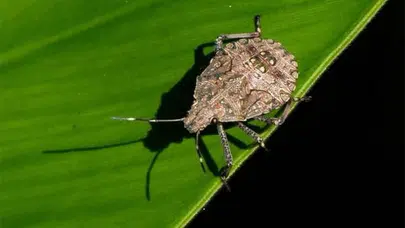 Karadeniz Bölgesi'nde Kokarca Popülasyonu İki Katına Çıktı!