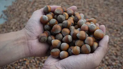 Fındık Fiyatları 12 Kasım'da Düştü, Piyasalarda Belirsizlik Hakim!