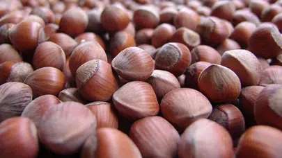 Fındık İhracatında Düşüş: Türkiye'nin Ekonomisi ve Üreticiler Endişeli