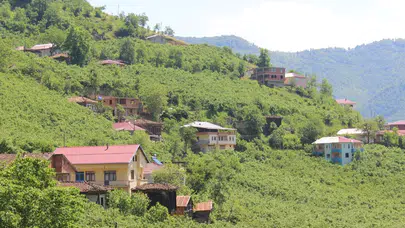 Araklı'da Ayı Saldırısı: Arıcının Yıllık Geliri Bir Gece Yok Oldu