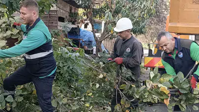 Trabzon'da Kışa Hazırlık: Ağaç Budama Ve Bakım Çalışmaları Başladı