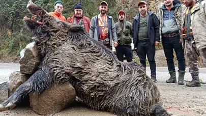 Araklı'da Yaban Domuzu Avı: 300 Kilogramlık Dev Domuz Yakalandı