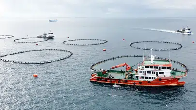 Türk Somonu İhracatı Hızla Büyüyor, Milyar Dolar Hedefi Belirlendi