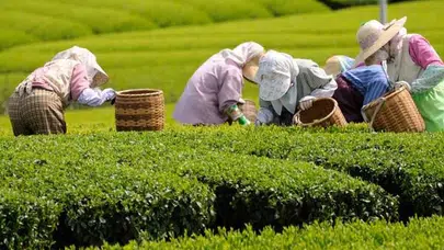 Türkiye'de Çay Rekoltesinde Düşüş: Üreticiler Endişeli!