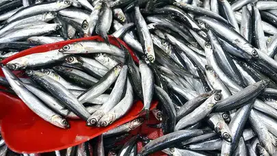 Trabzon'da Balıkçılık Denetimlerinde 3 Milyon TL Ceza