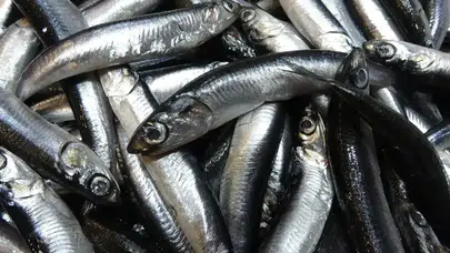 Türkiye'nin Hamsi İhracatında Avrupa'da Rekor Artış: Belçika Öne Çıktı