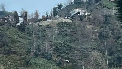 Güneysu'da Eski Muhtar Mercan, Kontrolden Çıkan Aracıyla Uçuruma Düştü