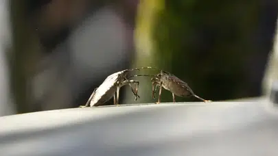 Kahverengi Kokarca: Bahar Aylarında Tarımda Büyük Tehlike Oluşturuyor!