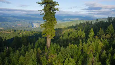 Trabzon'da Orman Alanlarının Daralması Çevresel Sorunları Artırıyor