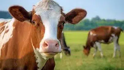 Trabzon'da hayvancılık destekleri için başvuru süreci 15 Haziran