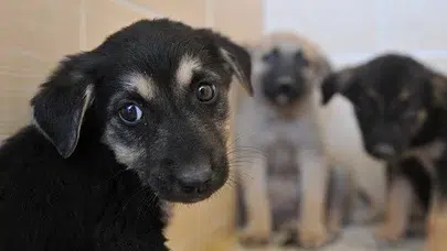 Trabzon'da Sahipsiz Hayvanlar için Koruma Birliği Kuruluyor