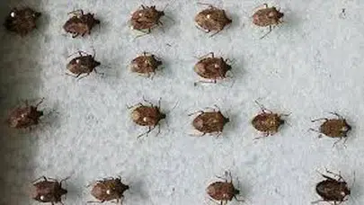 Kahverengi Kokarca Uyarısı: Fındık Üreticileri İçin Acil Önlem Çağrısı