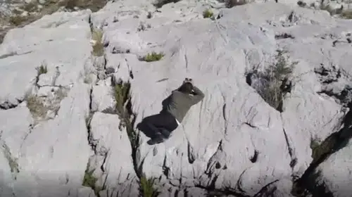 Eğirdir'de Dron Teknolojisi ile Kaçak Avcılara Geçit Yok!