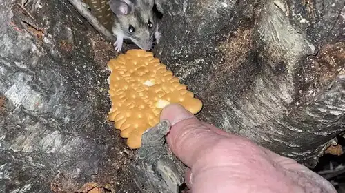 Nadir Anadolu Dikenli Faresi, Doğa Yürüyüşünde Bisküviyle Tanıştı