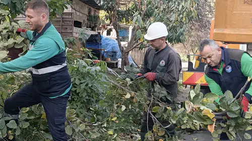 Trabzon'da Kışa Hazırlık: Ağaç Budama Ve Bakım Çalışmaları Başladı