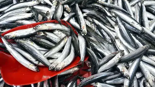 Trabzon'da Balıkçılık Denetimlerinde 3 Milyon TL Ceza