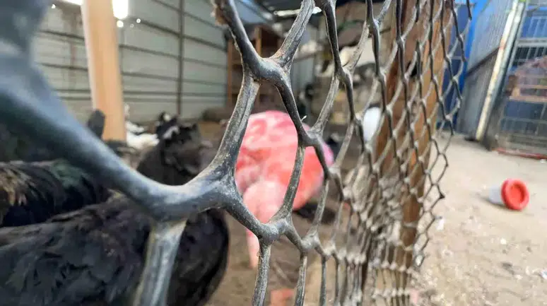 Gazze'de Savaşın Ortasında Hayvanlar İçin Umut Işığı