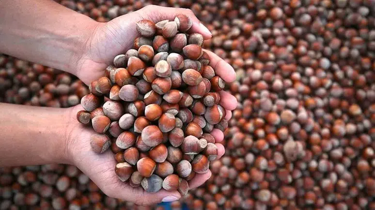 Fındık Fiyatları 280 TL'yi Aştı: Üreticilere Umut Veren Gelişmeler!