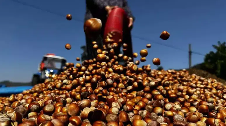 Trabzon'da Fındık Üretimi İklim Ve Zararlılardan Etkilenerek Düştü