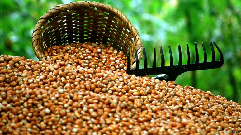 Trabzon Fındık İhracatında 4 Bin Tonla 60 Milyon Doları Aştı