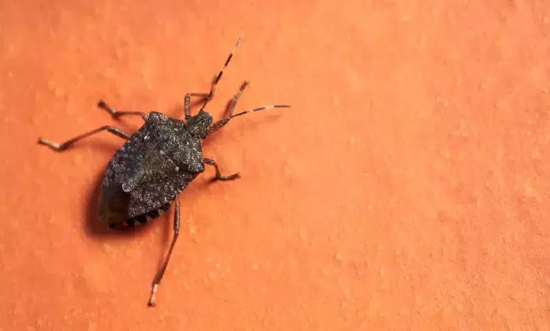 Kahverengi Kokarca Zararlısı Türkiye'de Gıda Güvenliğini Tehdit Ediyor