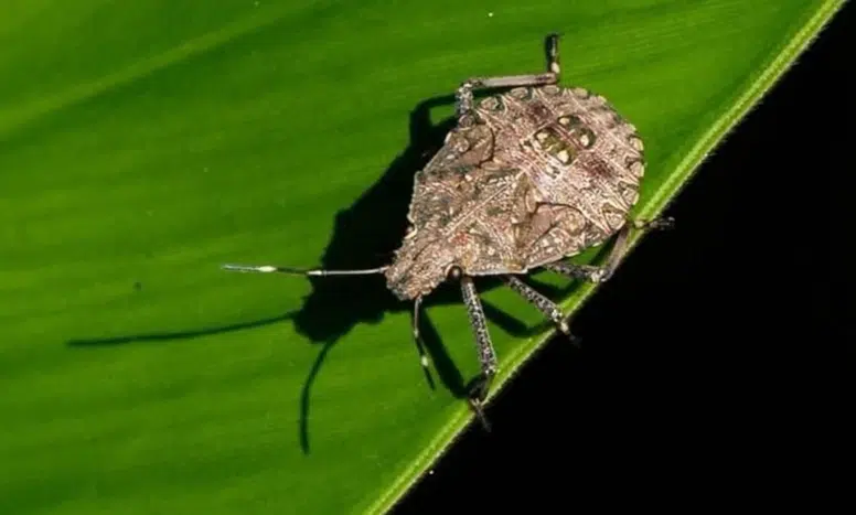 Karadeniz Bölgesi'nde Kokarca Popülasyonu İki Katına Çıktı!