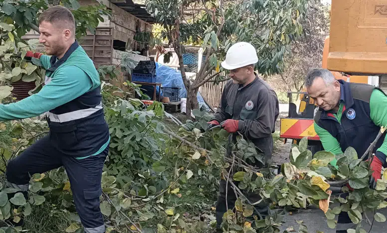 Trabzon'da Kışa Hazırlık: Ağaç Budama Ve Bakım Çalışmaları Başladı
