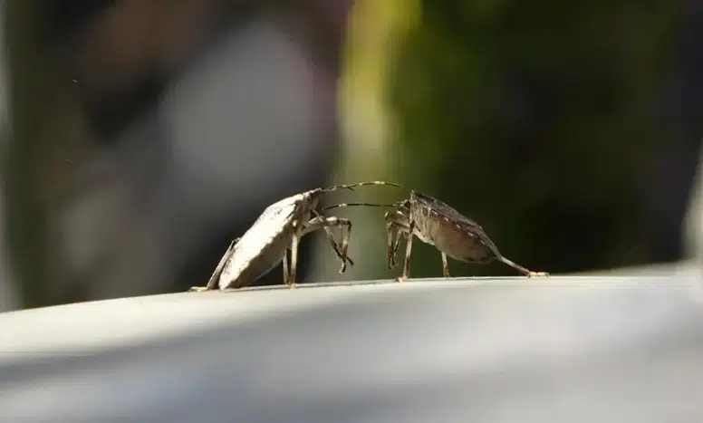 Kahverengi Kokarca: Bahar Aylarında Tarımda Büyük Tehlike Oluşturuyor!