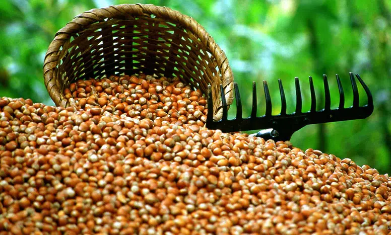 Trabzon Fındık İhracatında 4 Bin Tonla 60 Milyon Doları Aştı