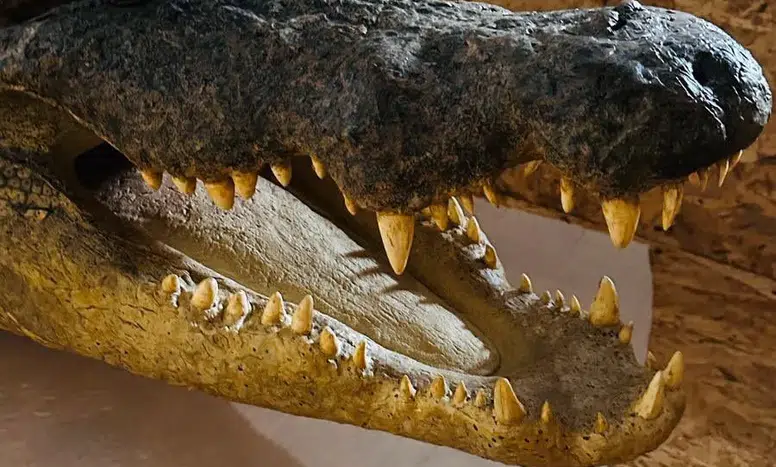 Trabzon Limanı'nda 19 Yaban Hayvanı Trofesi Kaçakçılığı