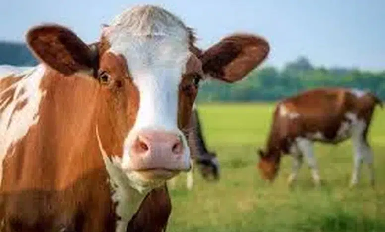 Trabzon'da hayvancılık destekleri için başvuru süreci 15 Haziran