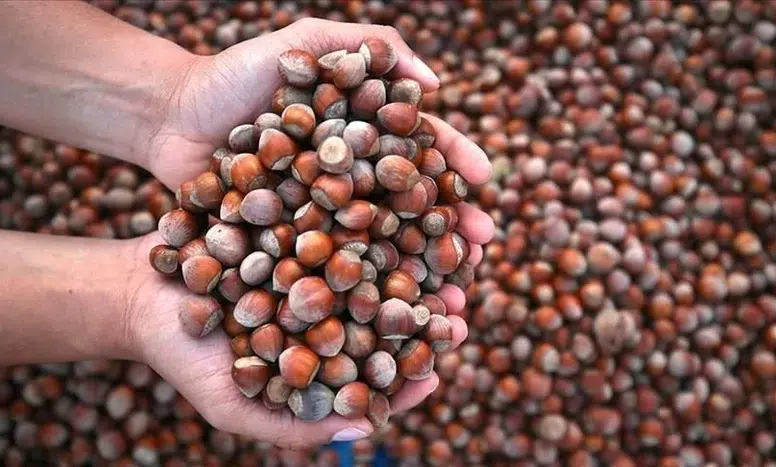 Fındık İhracatında Düşüş: Türkiye'nin Ekonomik Kaybı Büyüyor!